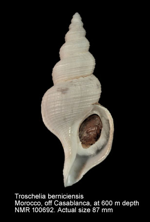Troschelia berniciensis (5).jpg - Troschelia berniciensis (King,1846)